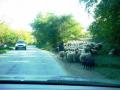 Овчици има дори по пътя Арбанаси към Варна....
