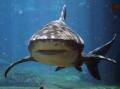 Уникални истории за нападения на акули